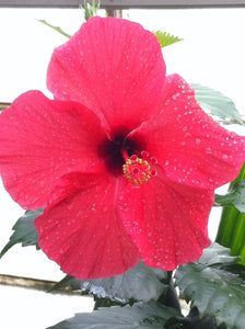 Hibiscus Beauty by Sandra Benhaim