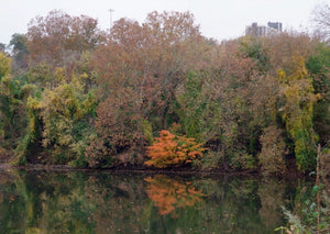 Schuylkill Reflection by Sandra Benhaim