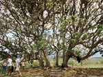 A Tree on La Isla Isabela by Andrea Poulsen