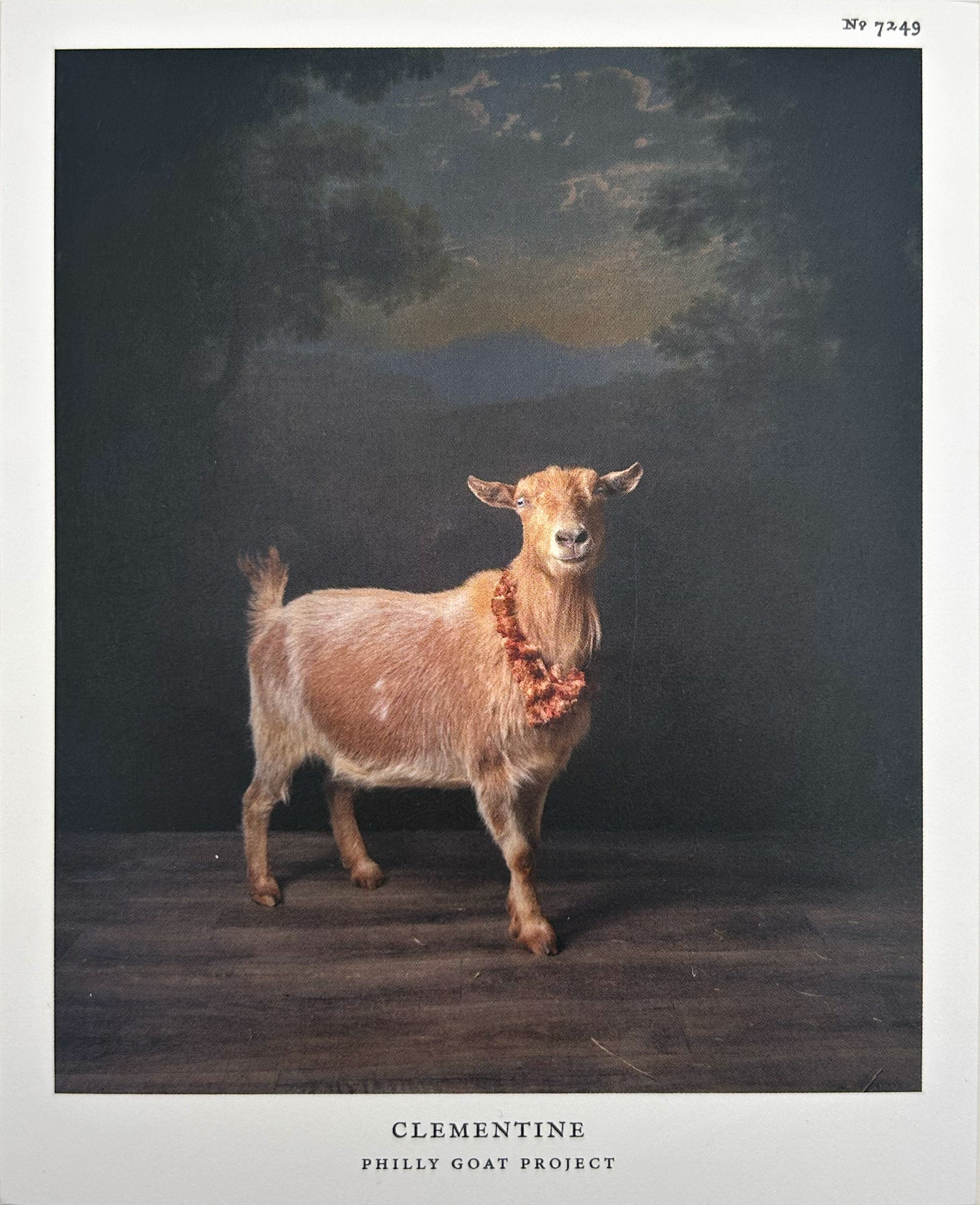 Postcard: Clementine by Claire Rosen