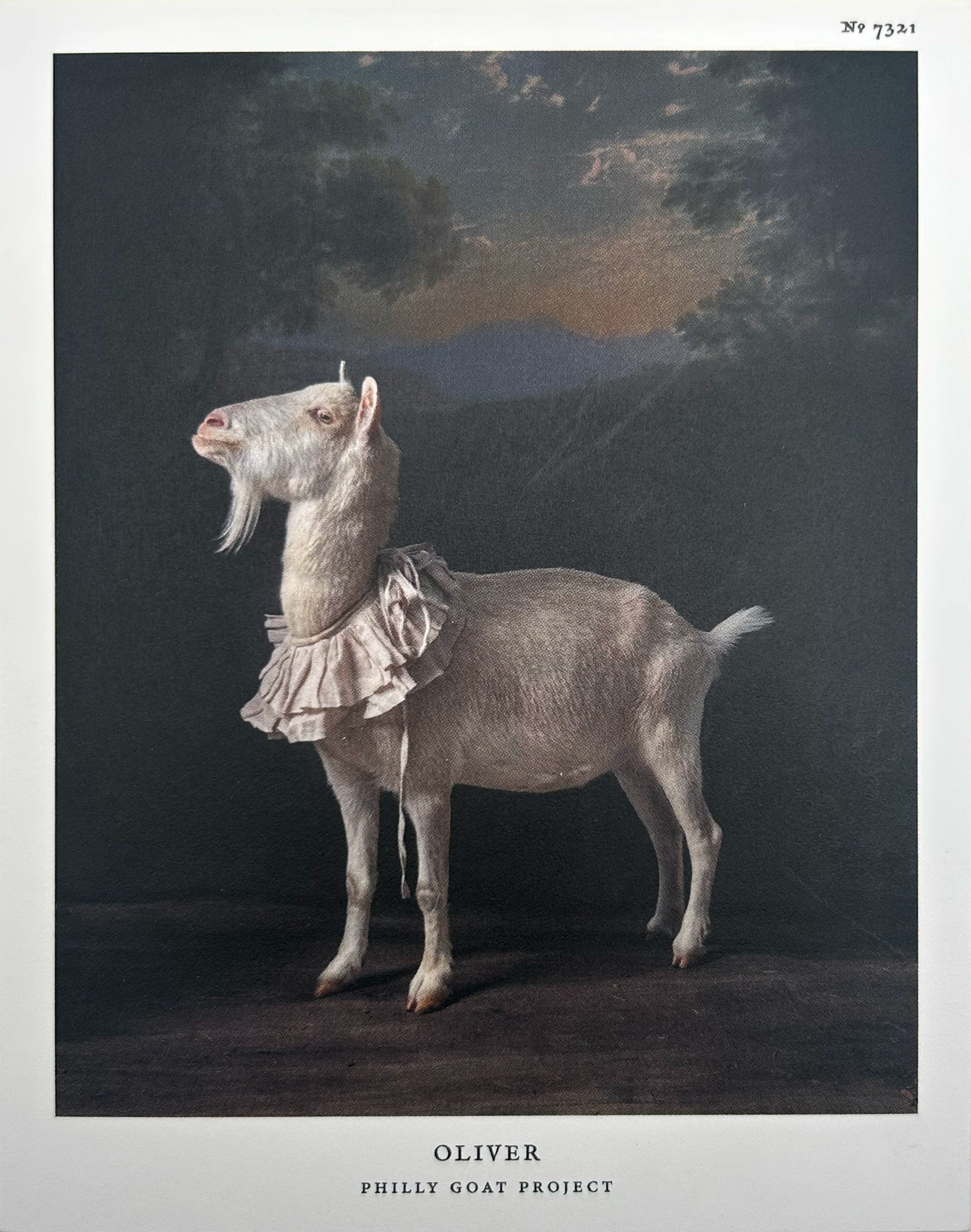 Postcard: Oliver by Claire Rosen