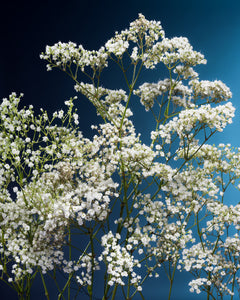 Baby's Breath by Jaime Alvarez