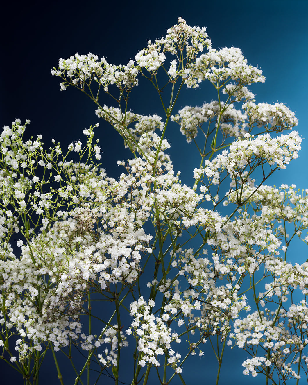 Baby's Breath by Jaime Alvarez