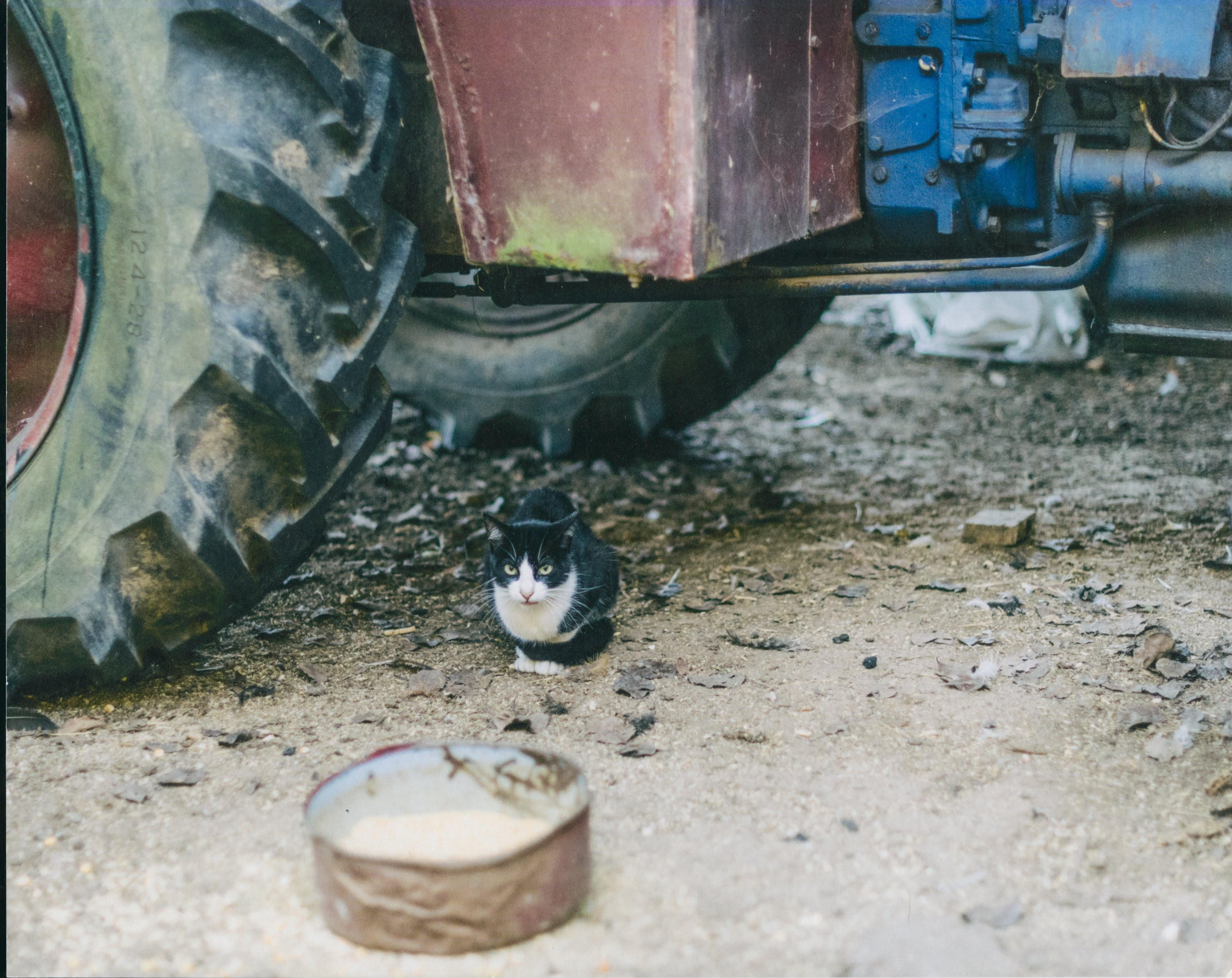 Farm Cat by Jaime Alvarez