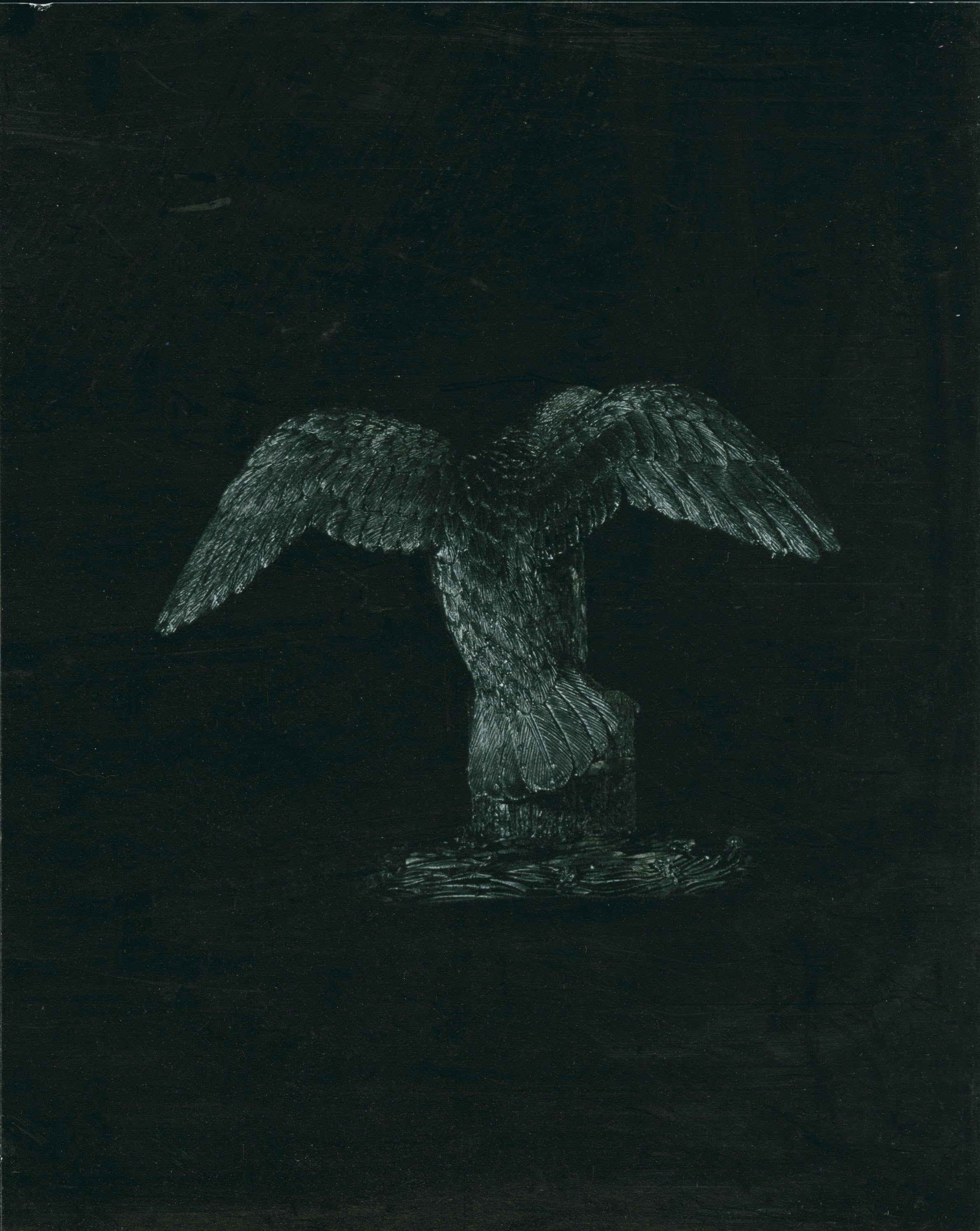 Seagull by Jaime Alvarez