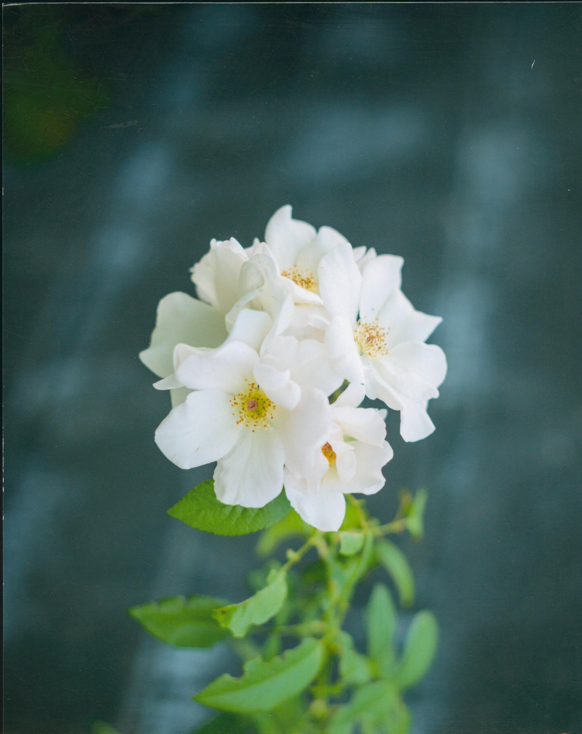 Hewson Flower by Jaime Alvarez